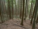 Ogawanishinokoka31.jpg