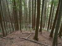 Ogawanishinokoka31.jpg