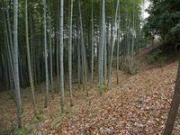 Eboshigata9.jpg