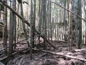 Hakoyanagijou (10).JPG