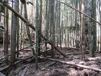 Hakoyanagijou (10).JPG