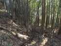 Minowa2.jpg