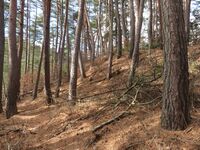 筑摩竹田城01kirigishi.JPG