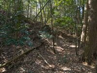 Higashimaruokakoka5.jpg