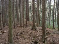 Koideyakatakyoto17.jpg