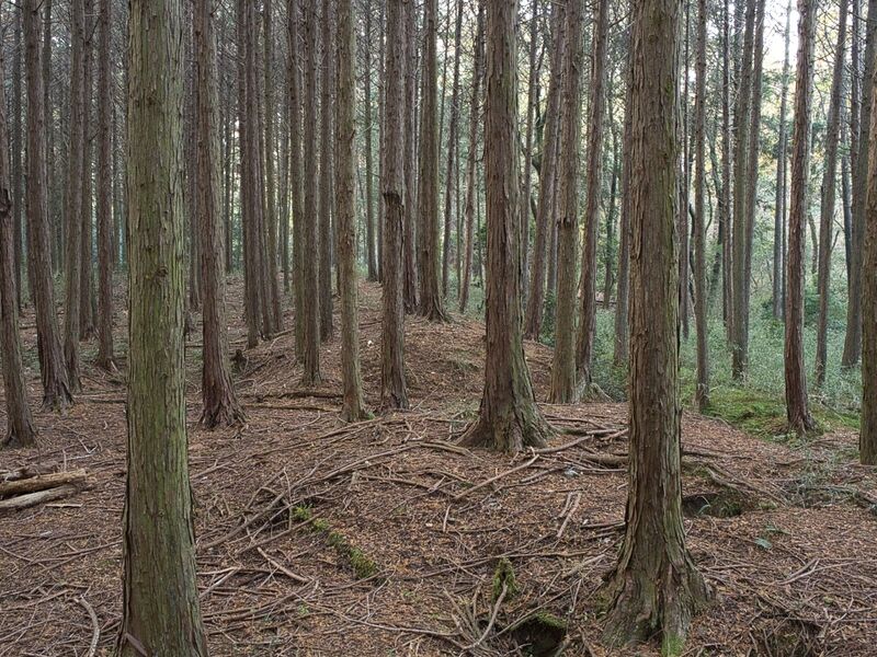 File:Koideyakatakyoto17.jpg