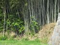 MikawaHorajou (8).JPG
