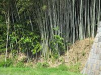 MikawaHorajou (8).JPG