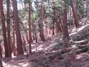 山吹小城04Subbailey.JPG