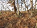 Thumbnail for version as of 17:58, 28 April 2020
