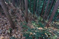 Masugatayama6.jpg