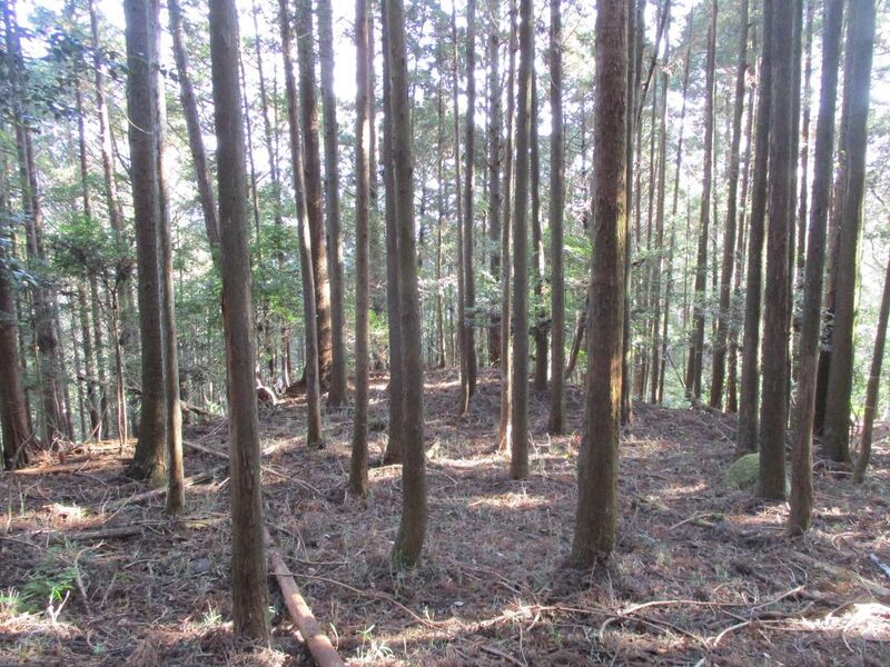 File:Kabutojou011.jpg