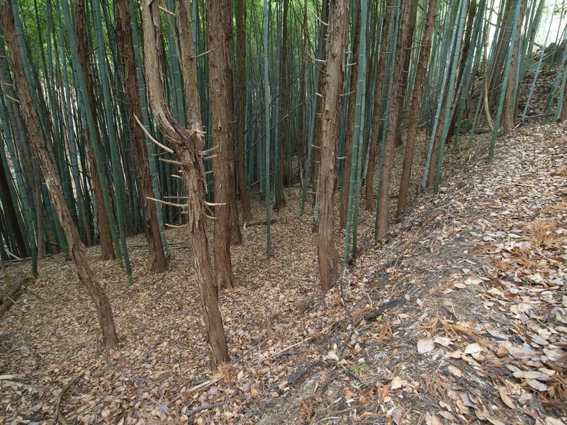 File:Ogoe7.jpg