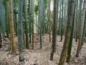 Yakamitanba10.jpg
