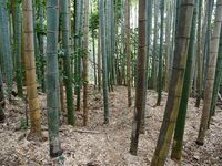 Yakamitanba10.jpg