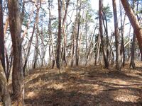 MinochiMasugatajou (8).JPG