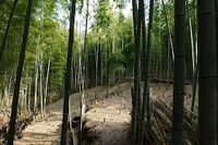 Akutagawasan9.jpg