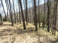 MinamiMajinojou (2).JPG