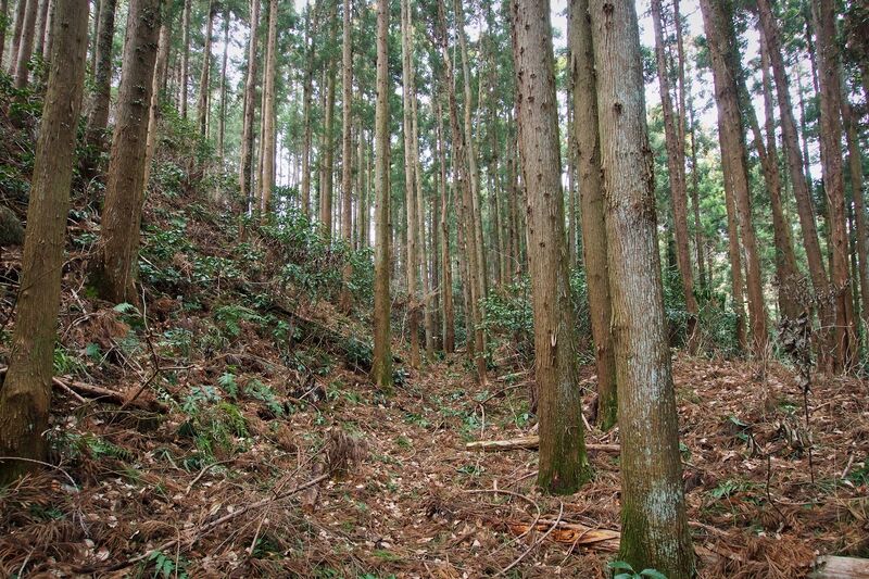 File:Matsuida35.jpg