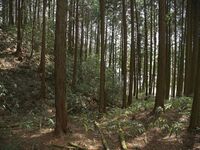 Ogawanishinokoka12.jpg