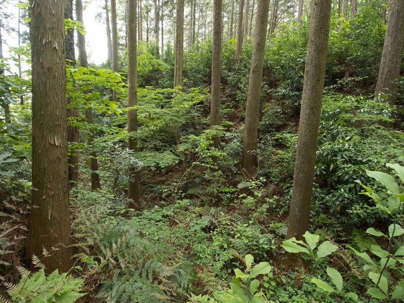 File:Shirahata8.jpg