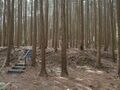 Thumbnail for version as of 13:04, 23 June 2024