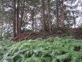Thumbnail for version as of 19:25, 21 April 2024