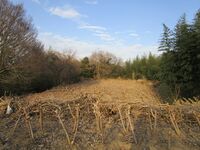 Kōzuke-Warabijō01.JPG