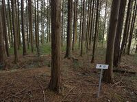 Koideyakatakyoto8.jpg
