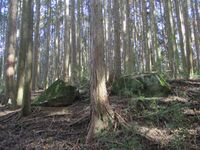 MikawaHabujou005.jpg