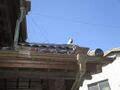 Thumbnail for version as of 10:35, 8 August 2025