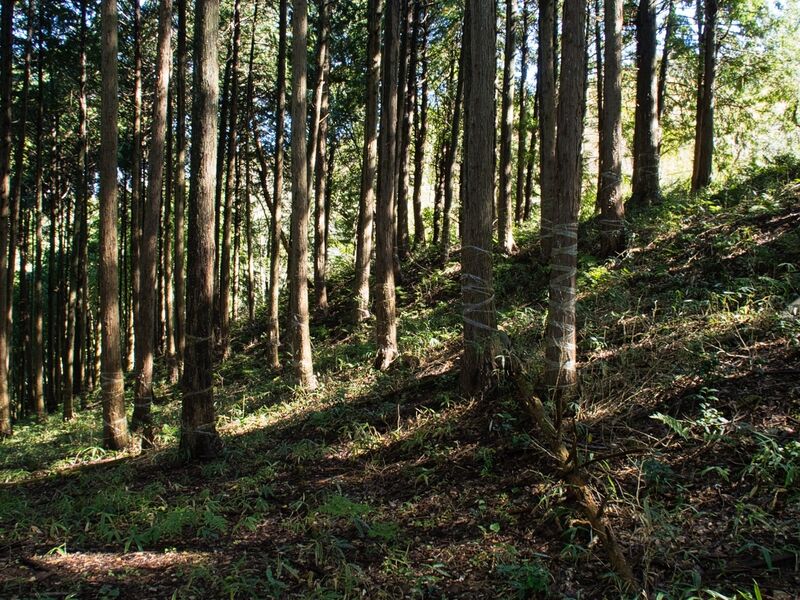 File:Yamagajinya22.jpg