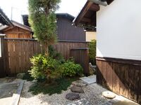 Yoshiihikone2.jpg