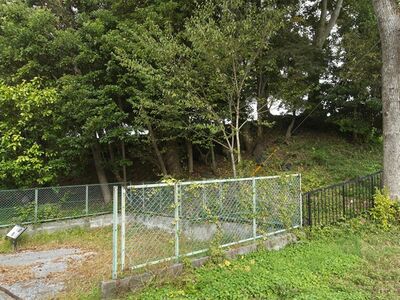 Doruihikone1.jpg