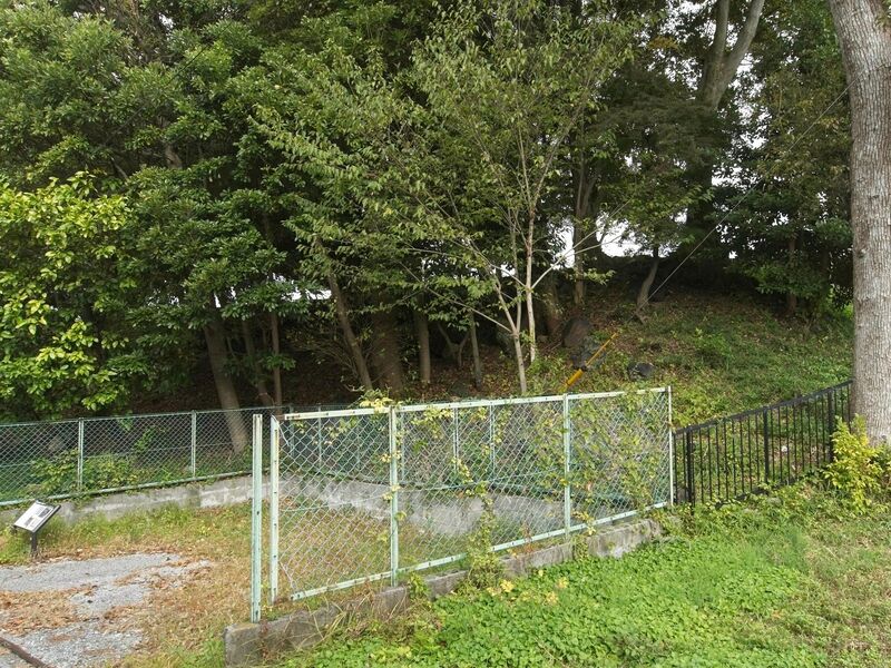 File:Doruihikone1.jpg