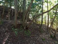 Higashigoma15.jpg