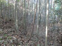 MaruyamaNoutoujou (14) - Copy.jpg