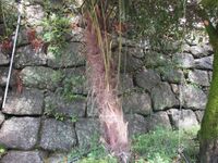 OhshimaJinya (12).jpg