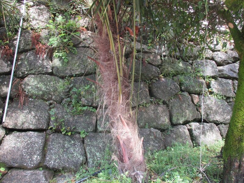 File:OhshimaJinya (12).jpg