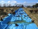 Yanagawa4.jpg