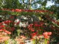 Thumbnail for version as of 22:48, 2 June 2024