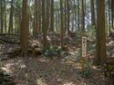 Tsuchiyamakoka4.jpg