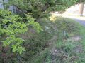 Thumbnail for version as of 21:53, 20 July 2024