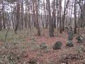 Thumbnail for version as of 13:15, 16 January 2021