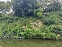 Himejimiddlemoat45.jpg
