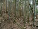 Ogawanishinokoka33.jpg