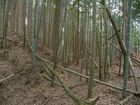 Ogawanishinokoka33.jpg