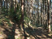Kokashingushi5.jpg