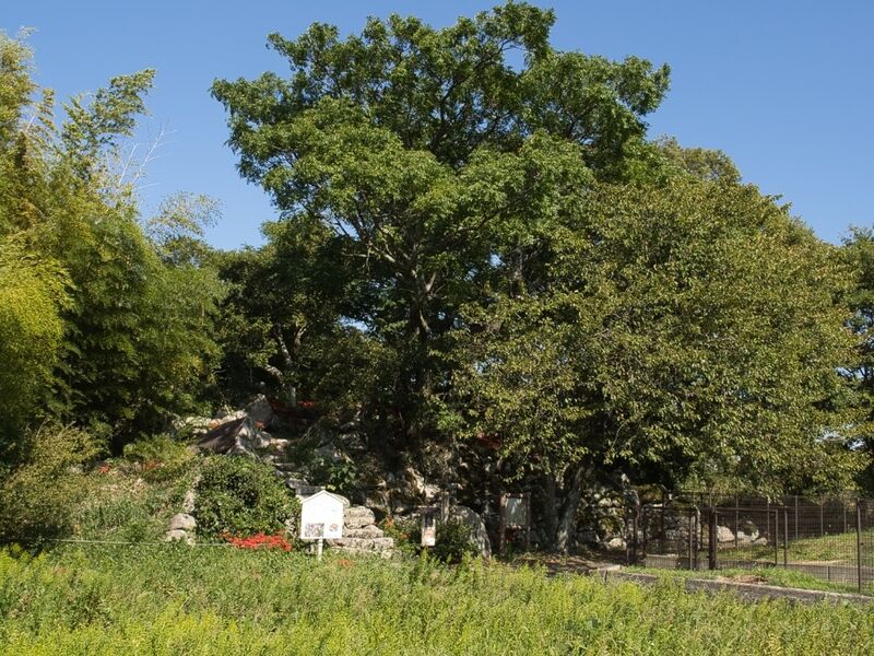 File:Ohmizojo26.jpg