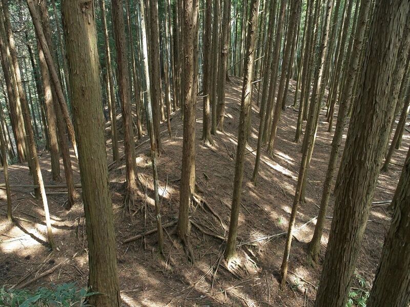 File:Ogawanishinokoka10.jpg
